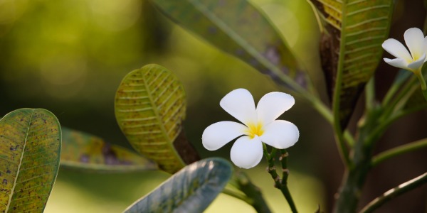 Tevi Tahití vs. Tiki Tahiti: el corazón del Monoï