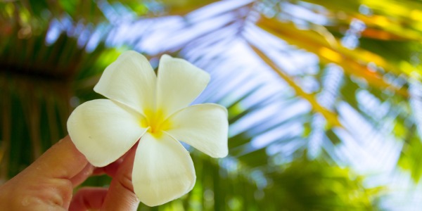 Tiare Tahiti: la flor sagrada que transforma tu cuidado personal