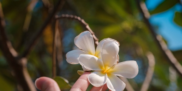 Flores de tiare: el secreto de la feminidad en Polinesia