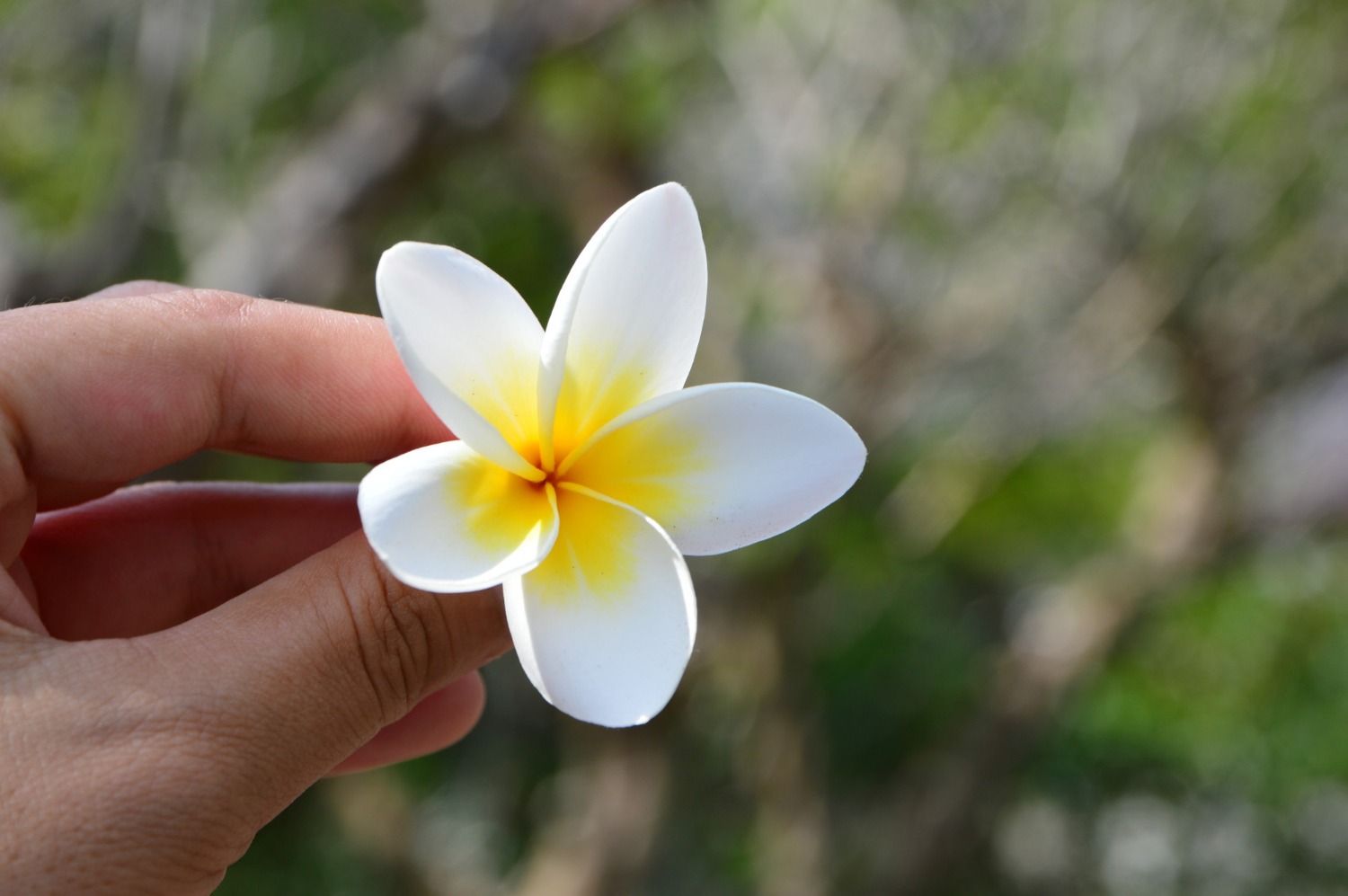 ¿Sabías que todos los envases de Tiki Tahití, contienen una flor de Tiare en su interior?
