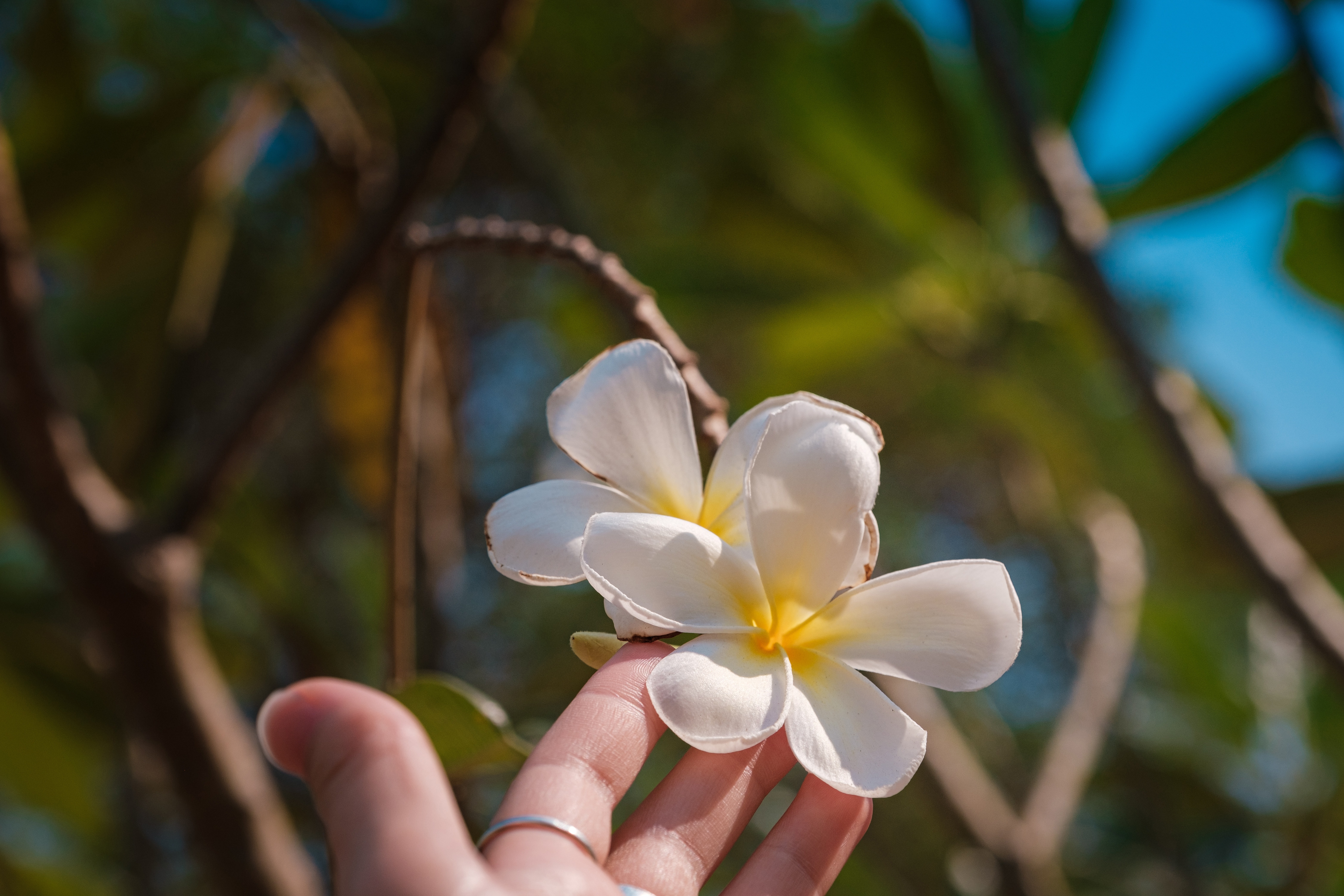 Flores de tiare: el secreto de la feminidad en Polinesia